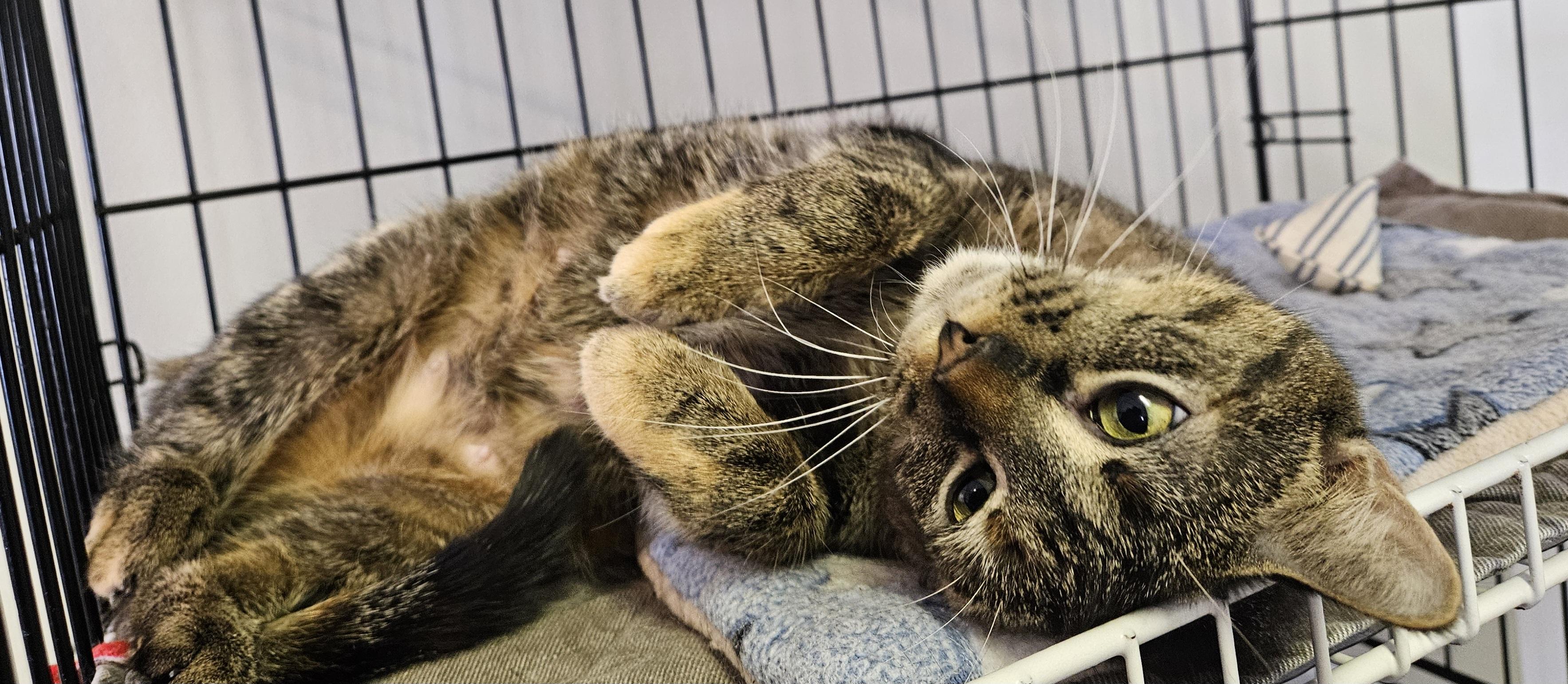 Enlarge Mia, an adopted Domestic Short Hair in Brockport, NY image 2/6