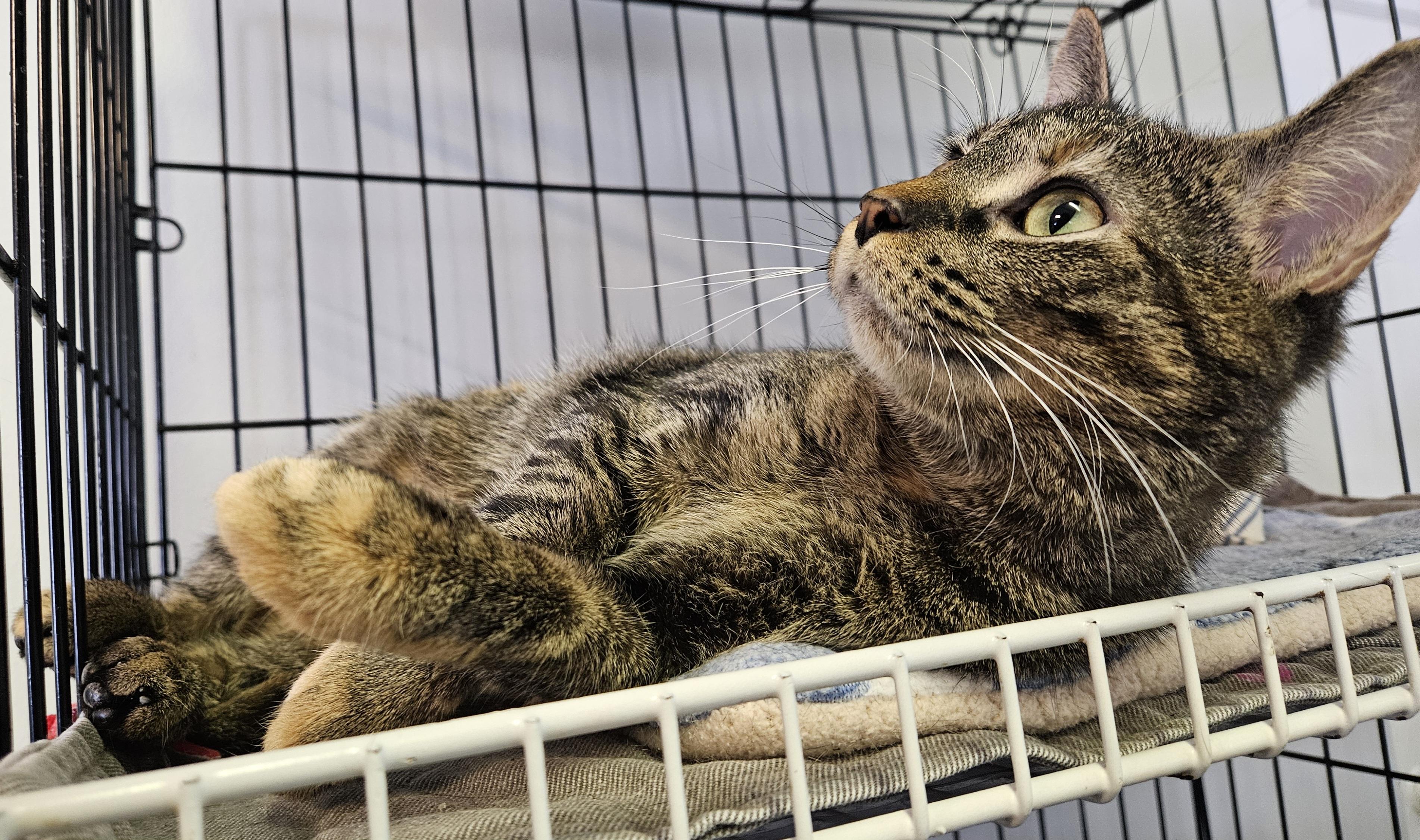 Enlarge Mia, an adopted Domestic Short Hair in Brockport, NY image 5/6