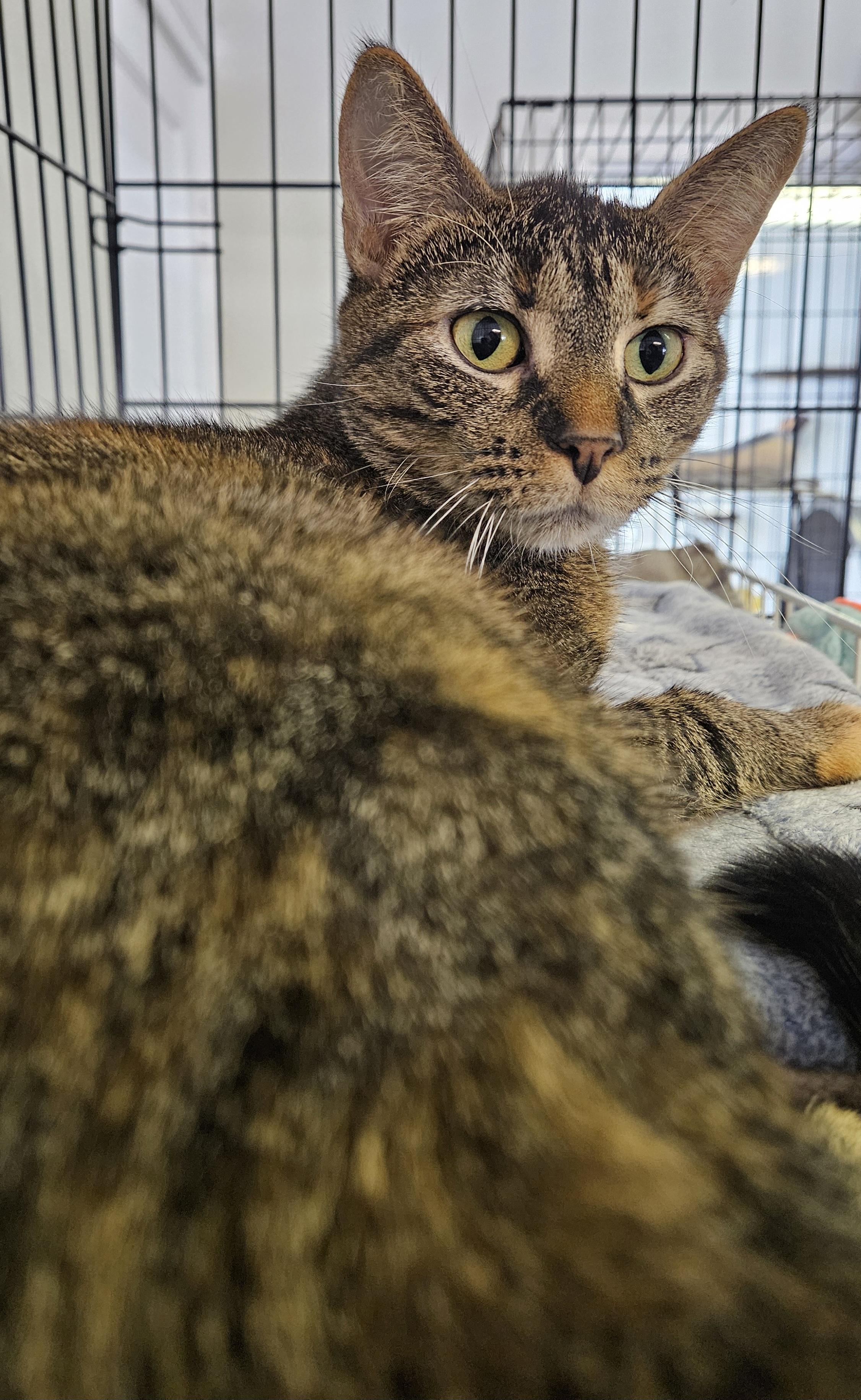 Enlarge Mia, an adopted Domestic Short Hair in Brockport, NY image 3/6