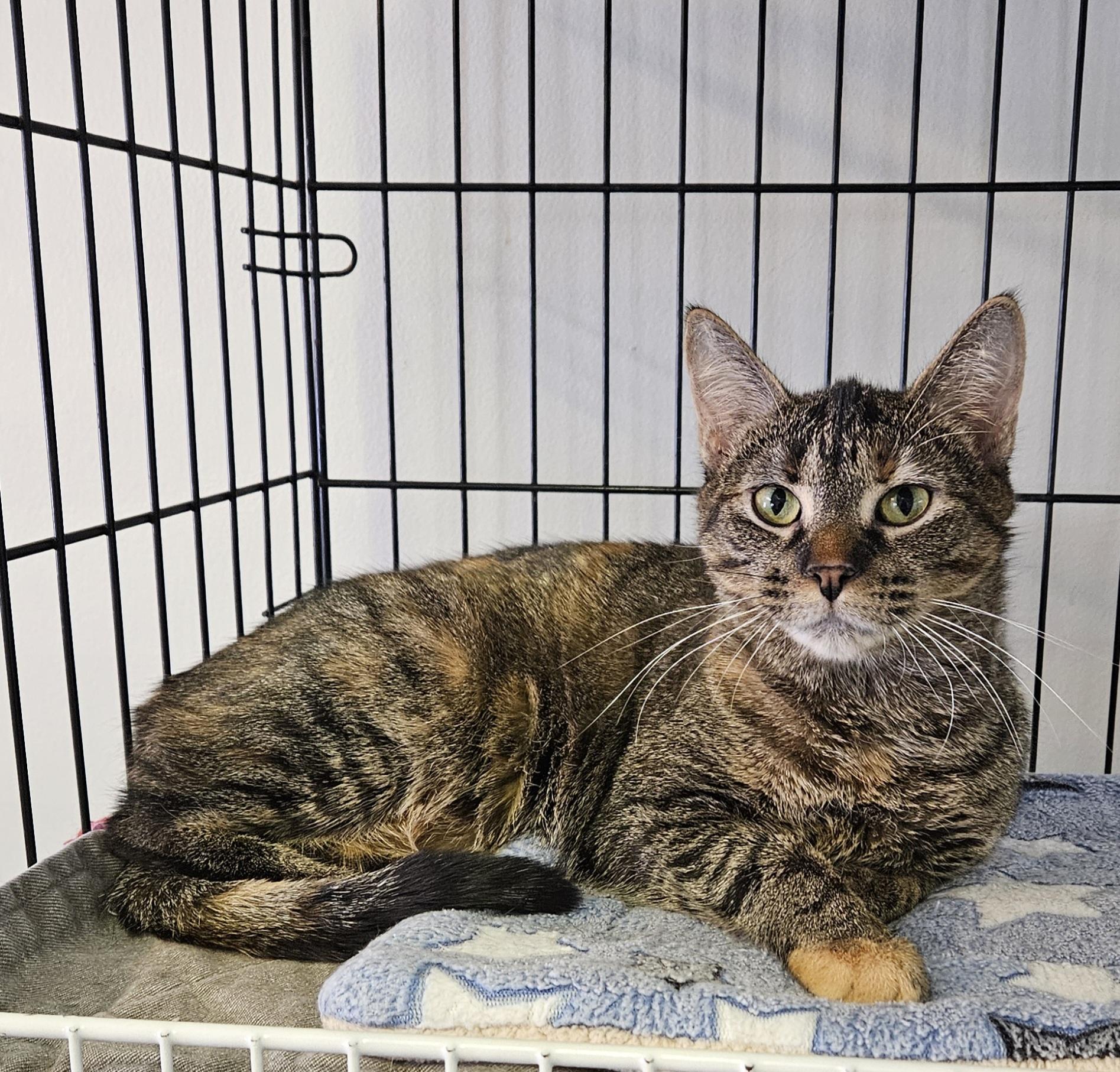 Enlarge Mia, an adopted Domestic Short Hair in Brockport, NY image 4/6