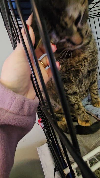 Enlarge Mia, an adopted Domestic Short Hair in Brockport, NY video 6/6