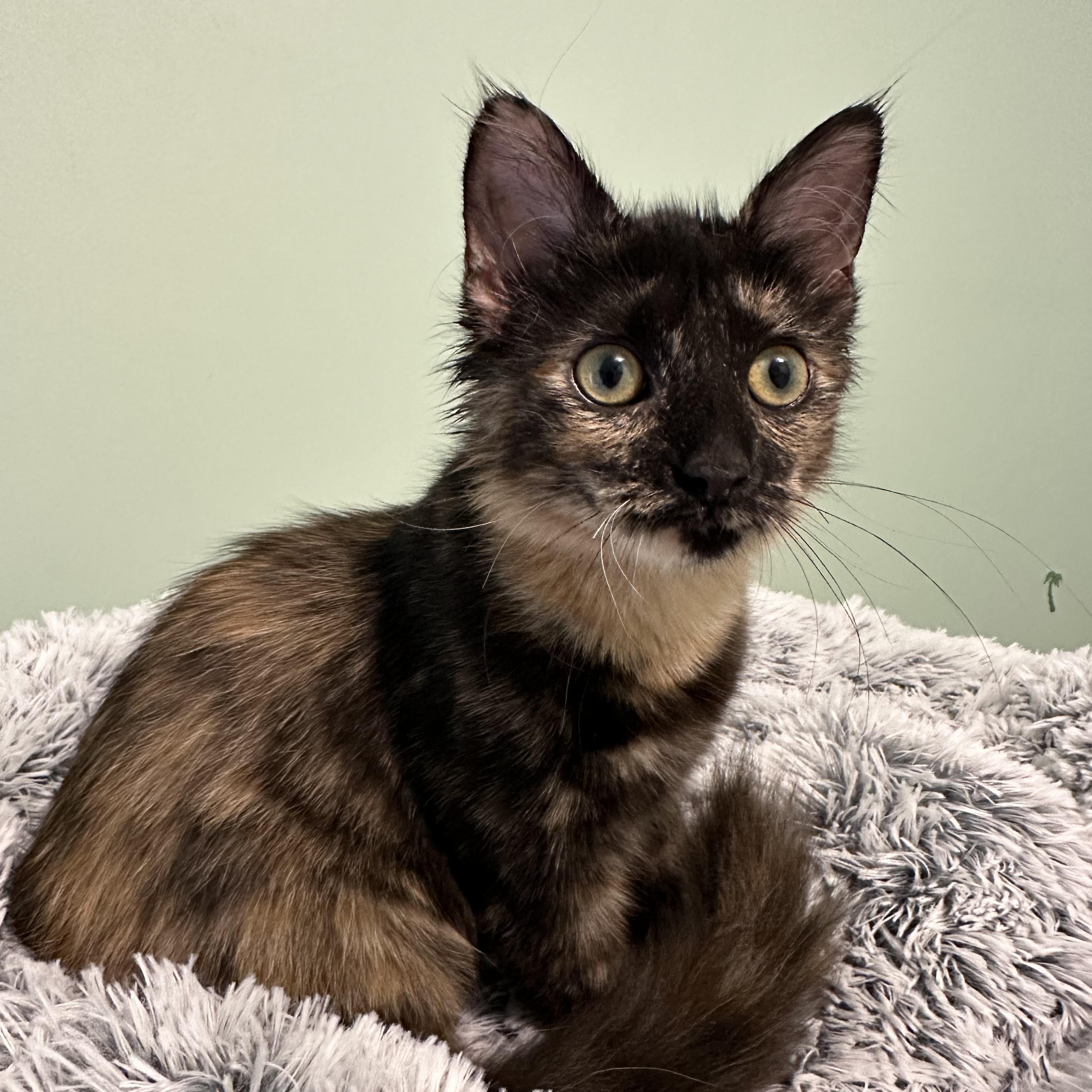 Enlarge Paulina, a Adopted Domestic Long Hair in Northfield, MN image 1/3