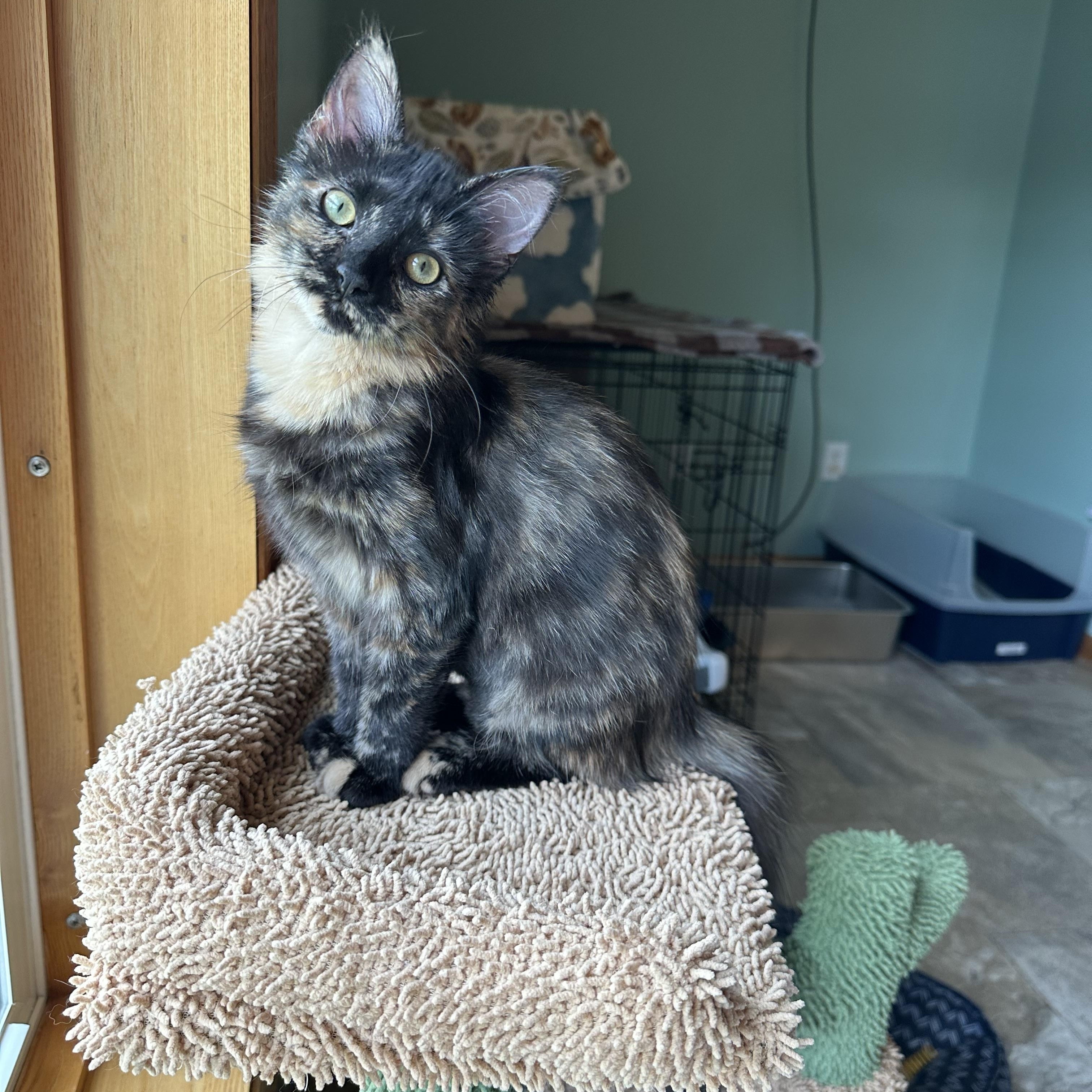 Enlarge Paulina, a Adopted Domestic Long Hair in Northfield, MN image 2/3