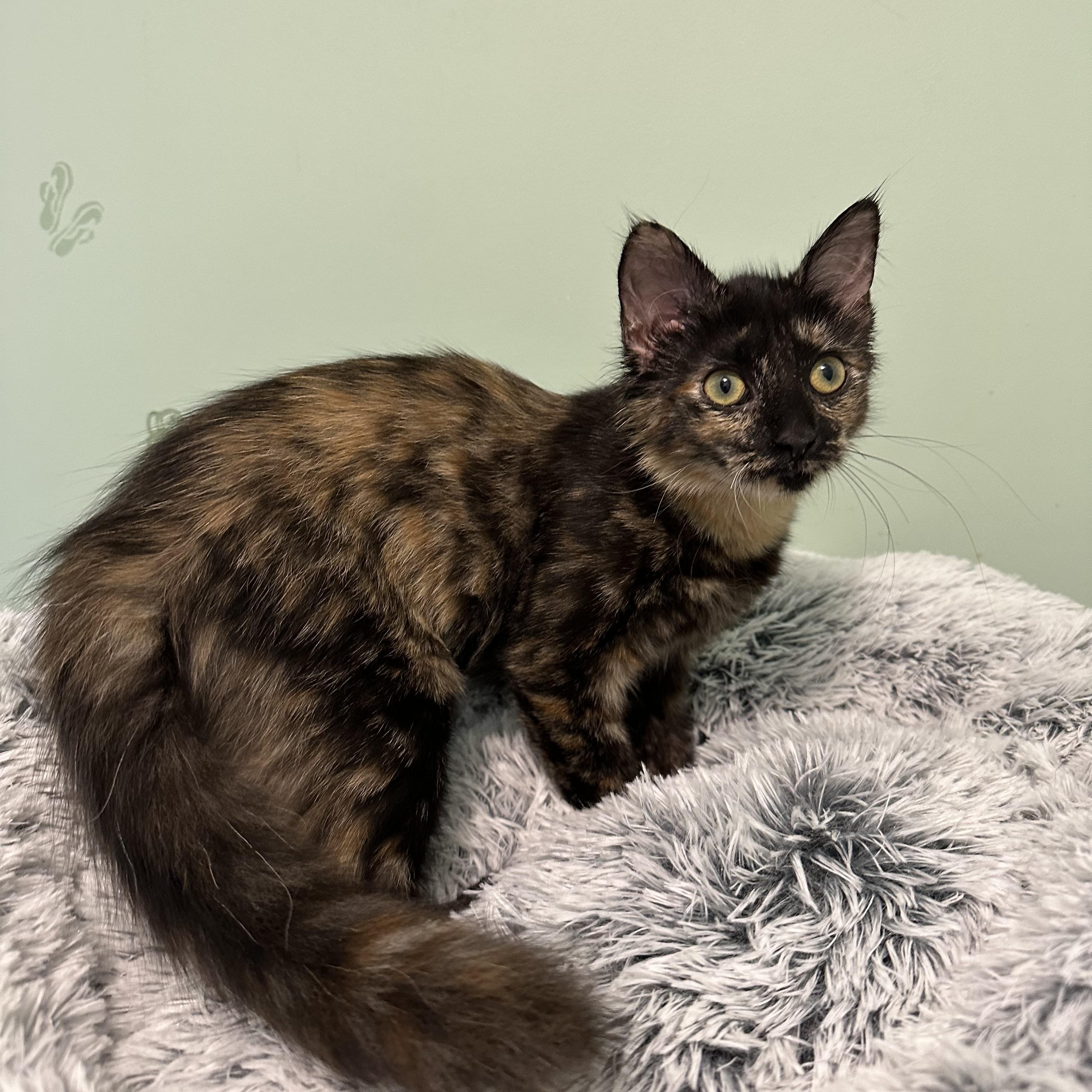 Enlarge Paulina, a Adopted Domestic Long Hair in Northfield, MN image 3/3