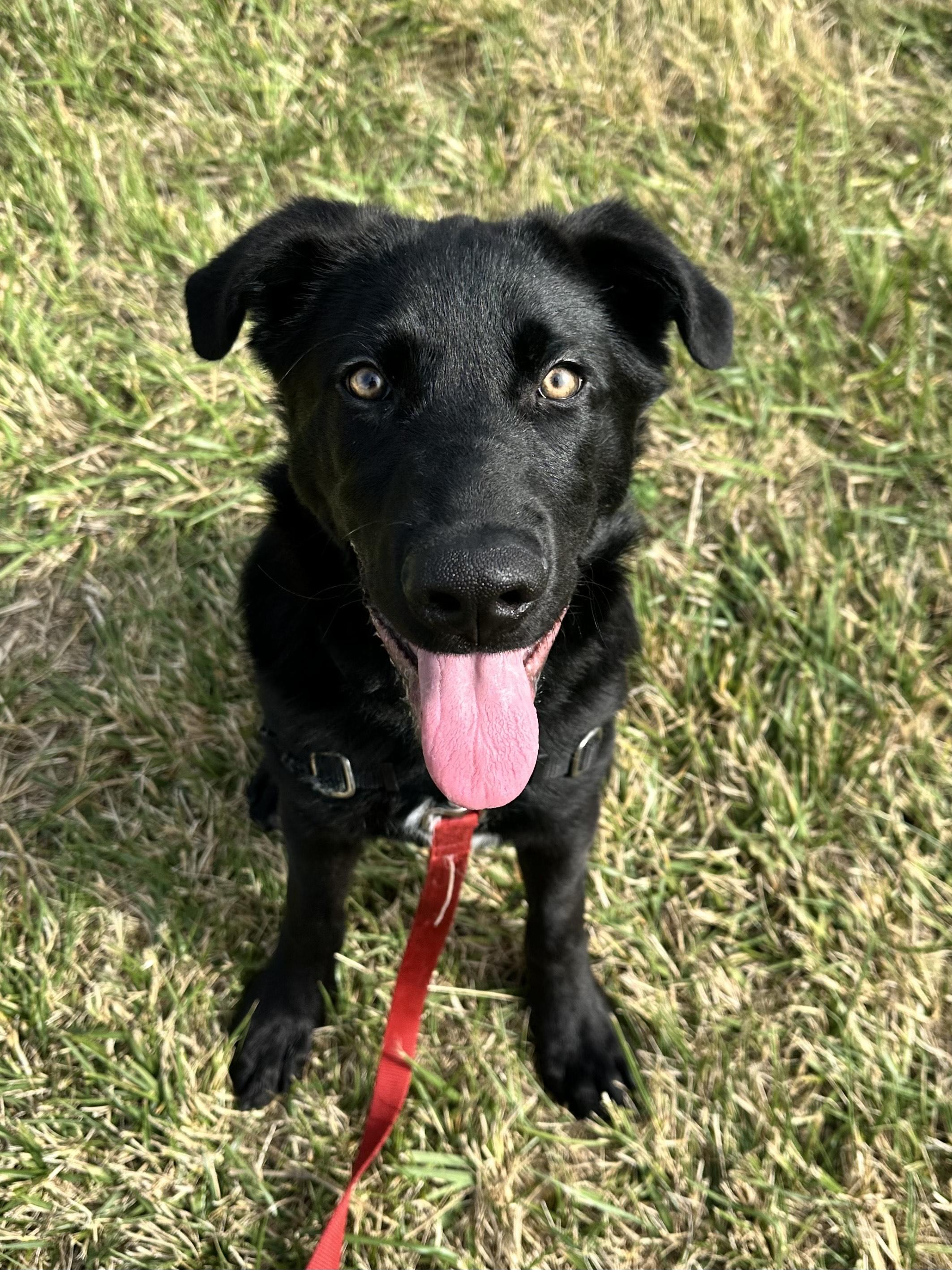 Duncan, an adoptable Labrador Retriever in Bellingham, WA, 98226 | Photo Image 1