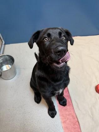 Duncan, an adoptable Labrador Retriever in Bellingham, WA, 98226 | Photo Image 2