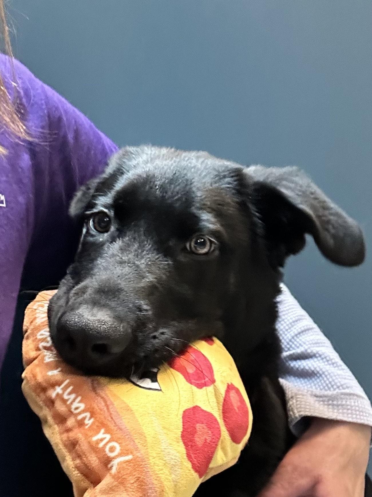Duncan, an adoptable Labrador Retriever in Bellingham, WA, 98226 | Photo Image 5