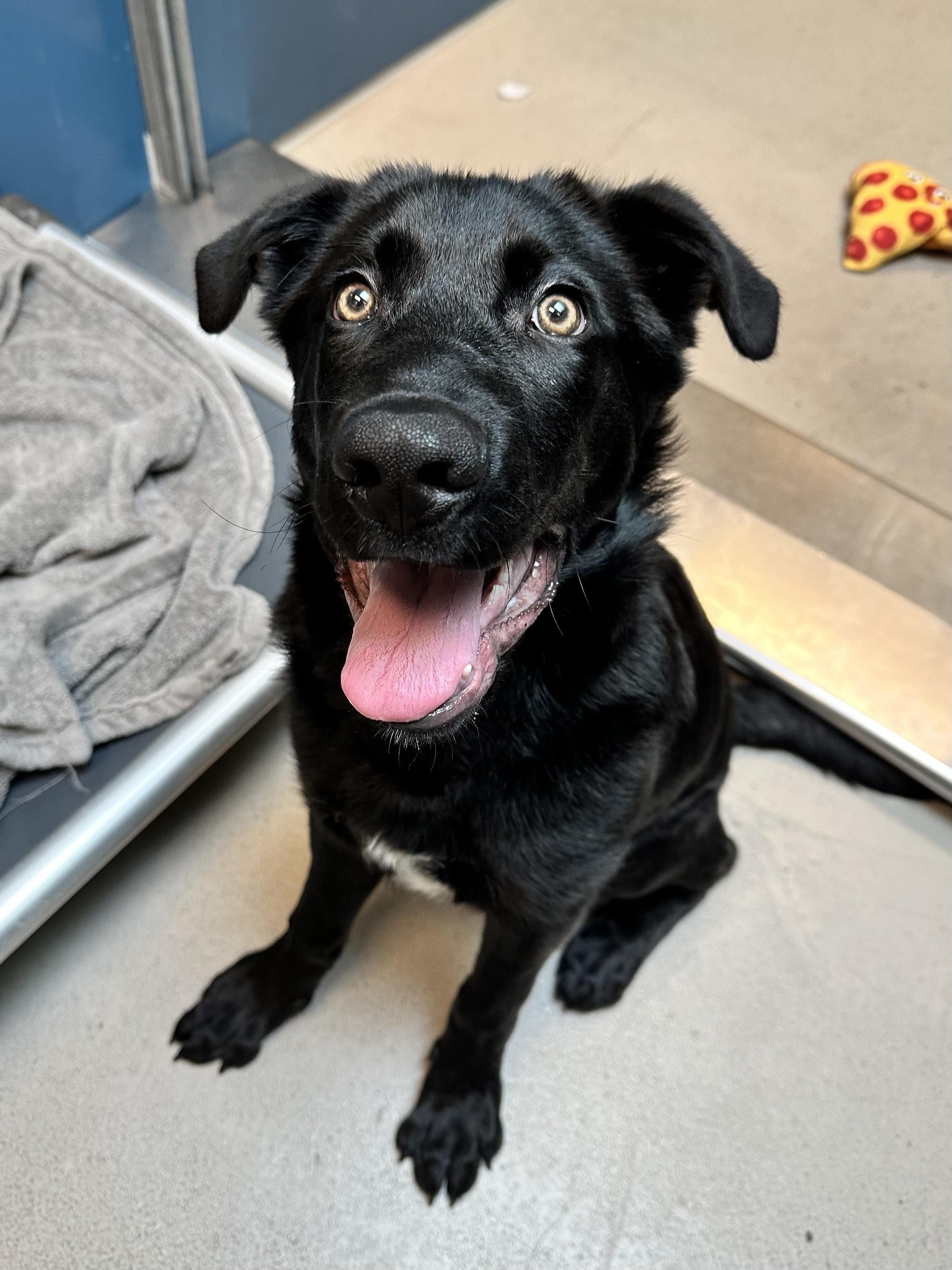 Duncan, an adoptable Labrador Retriever in Bellingham, WA, 98226 | Photo Image 3
