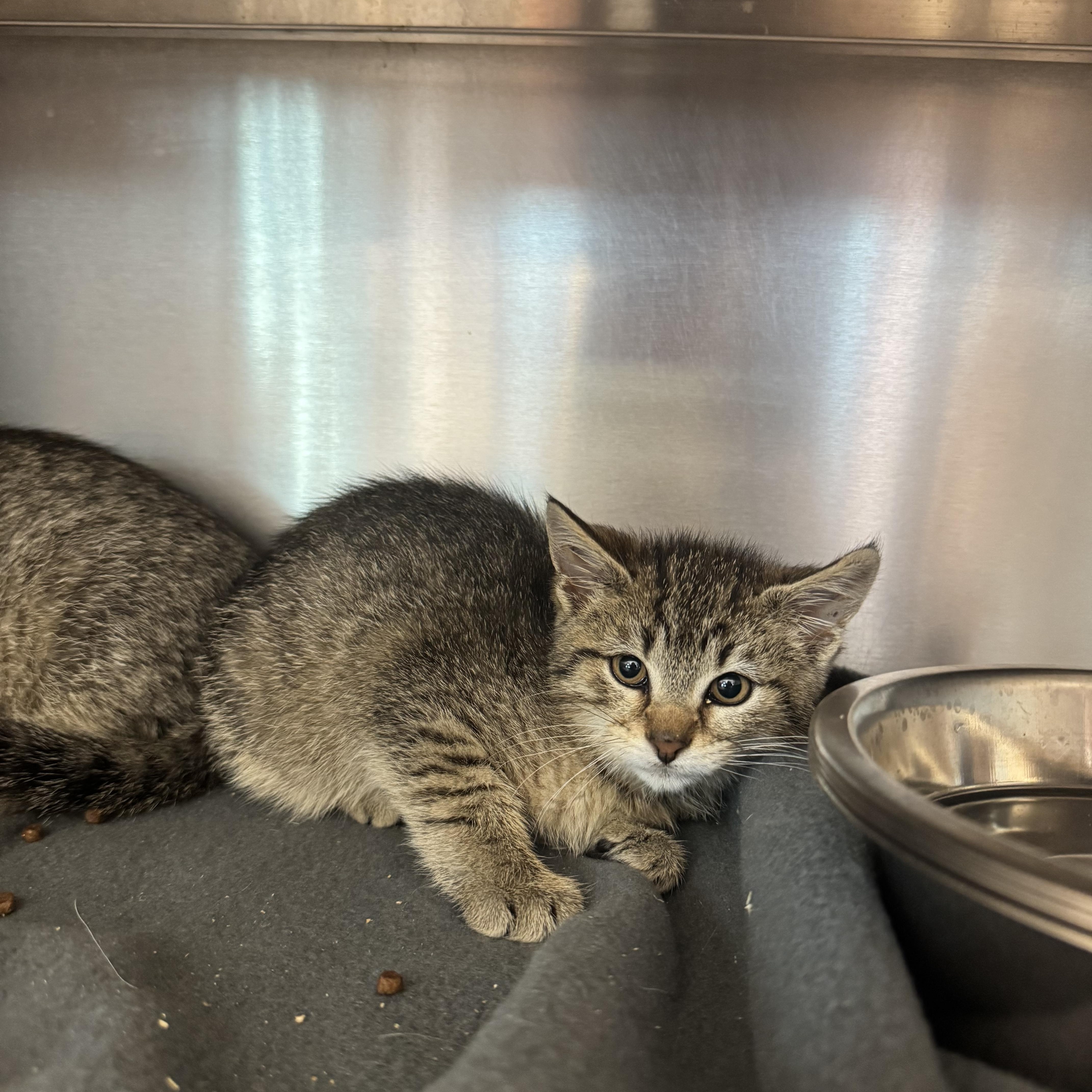 Cantaloupe, ADOPTABLE, Kitten Female Domestic Short Hair.