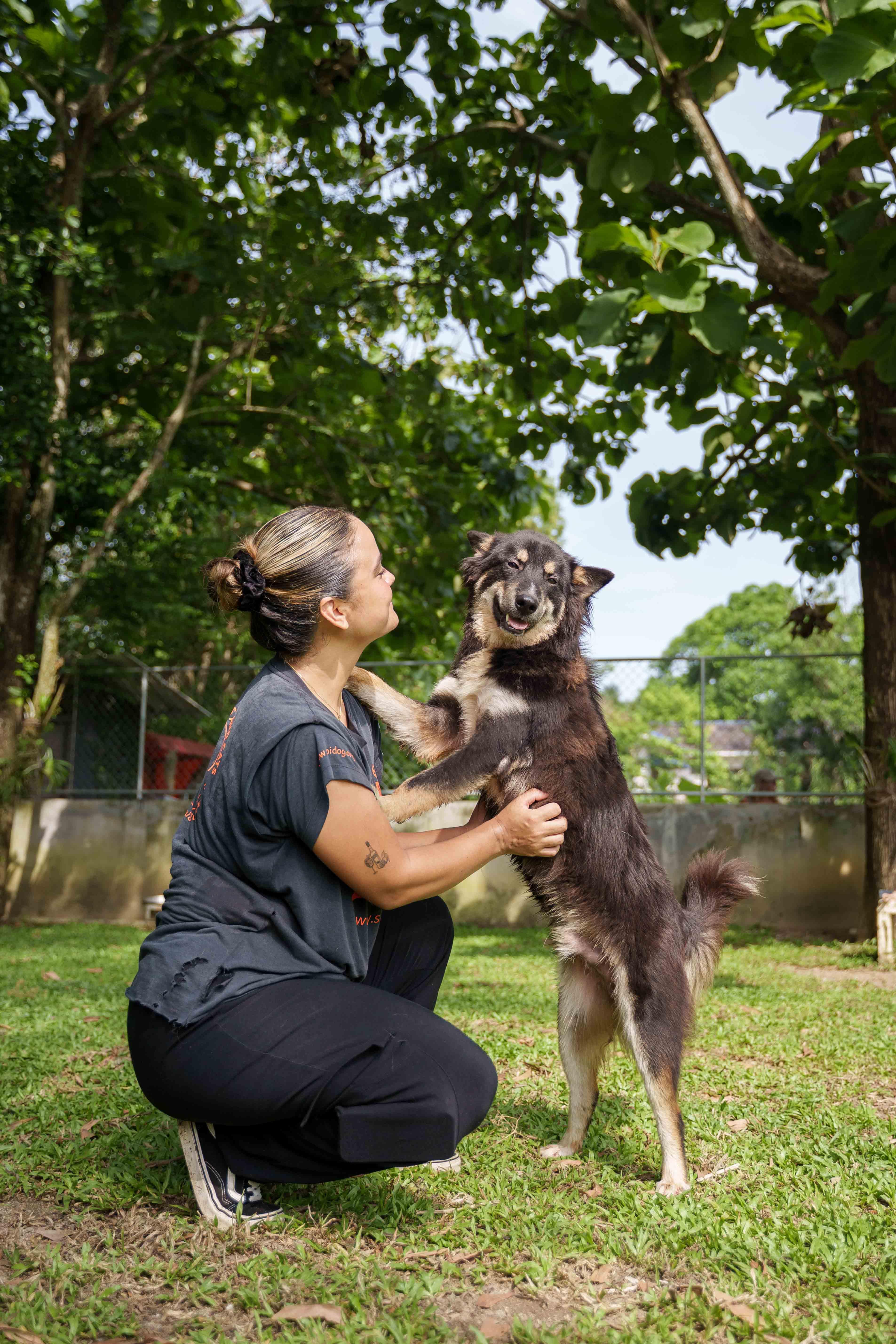 RAVES, adopted, Adult Male Mixed Breed.