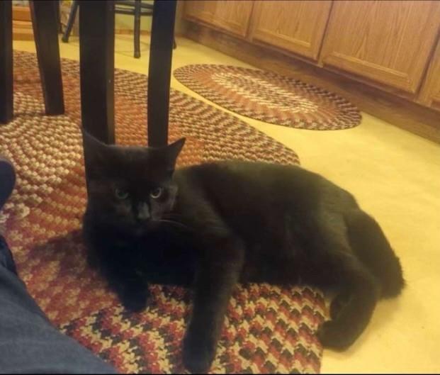 Knight, Adoptable, Adult Male Domestic Short Hair.