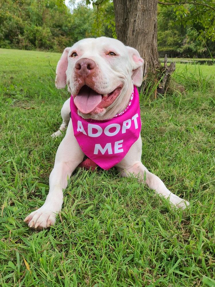 Kimmie, Adoptable, Adult Female American Staffordshire Terrier.