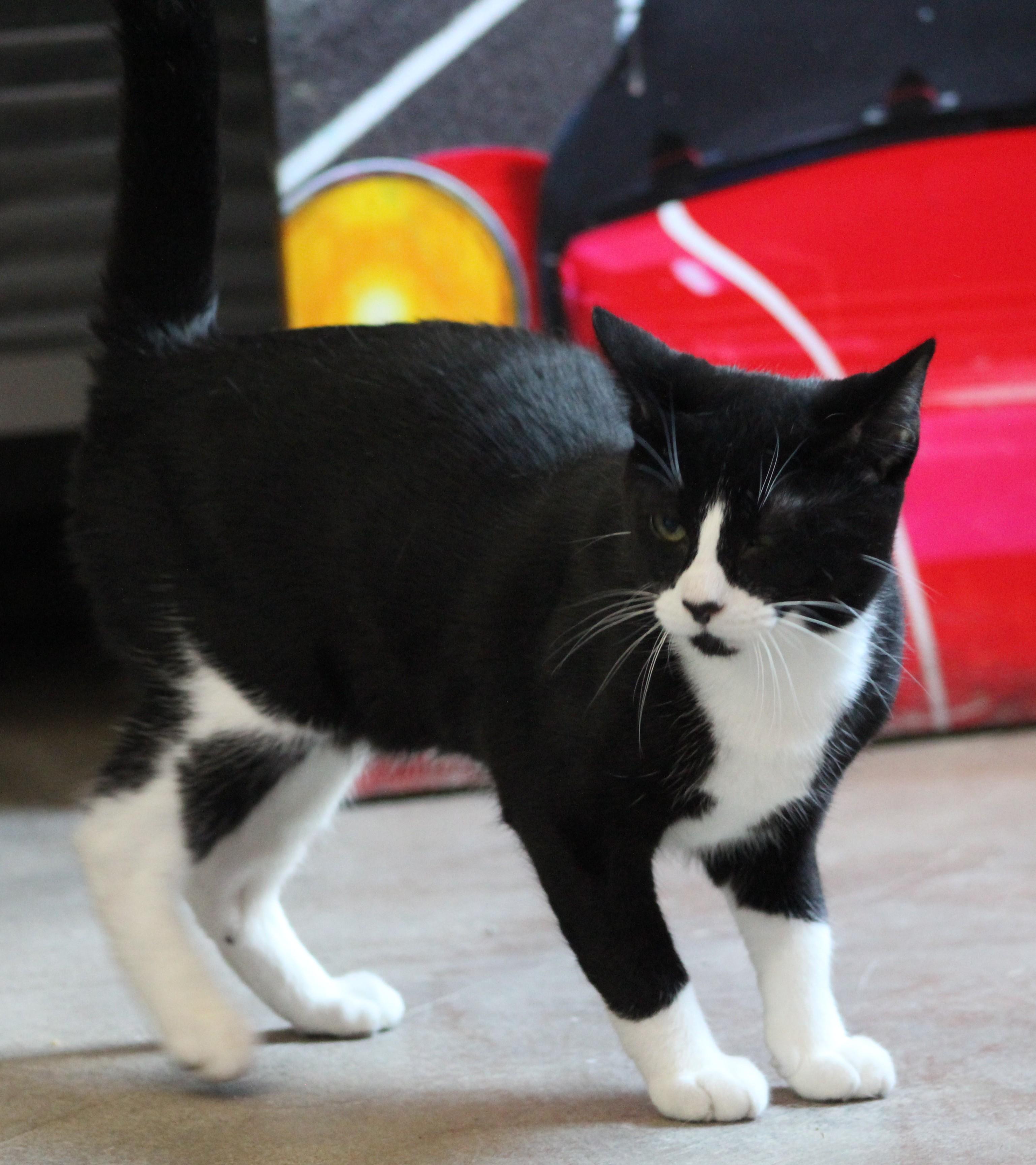 Enlarge Jasper, a ADOPTABLE Domestic Short Hair in Temple, TX image 6/6