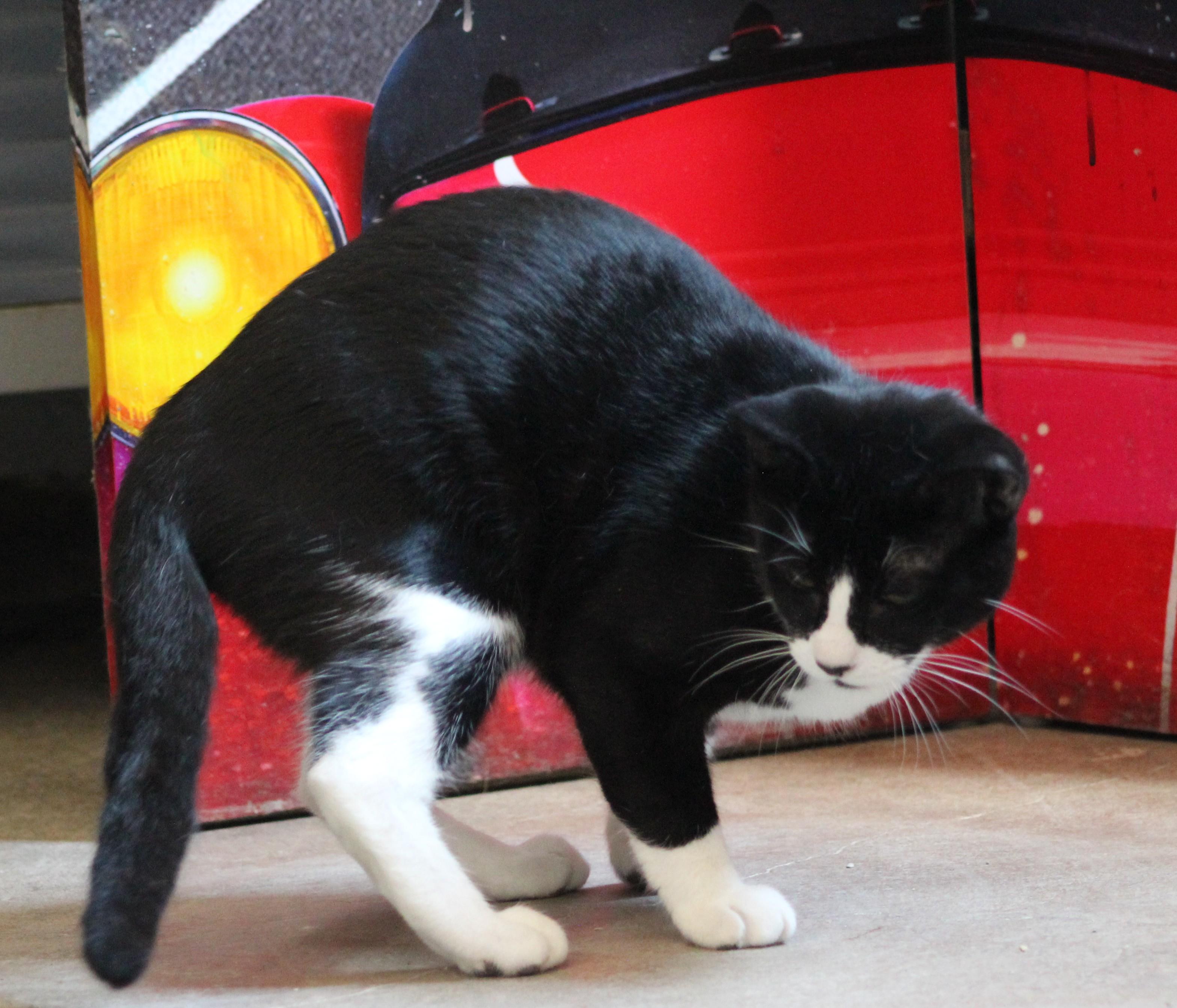 Enlarge Jasper, a ADOPTABLE Domestic Short Hair in Temple, TX image 1/6