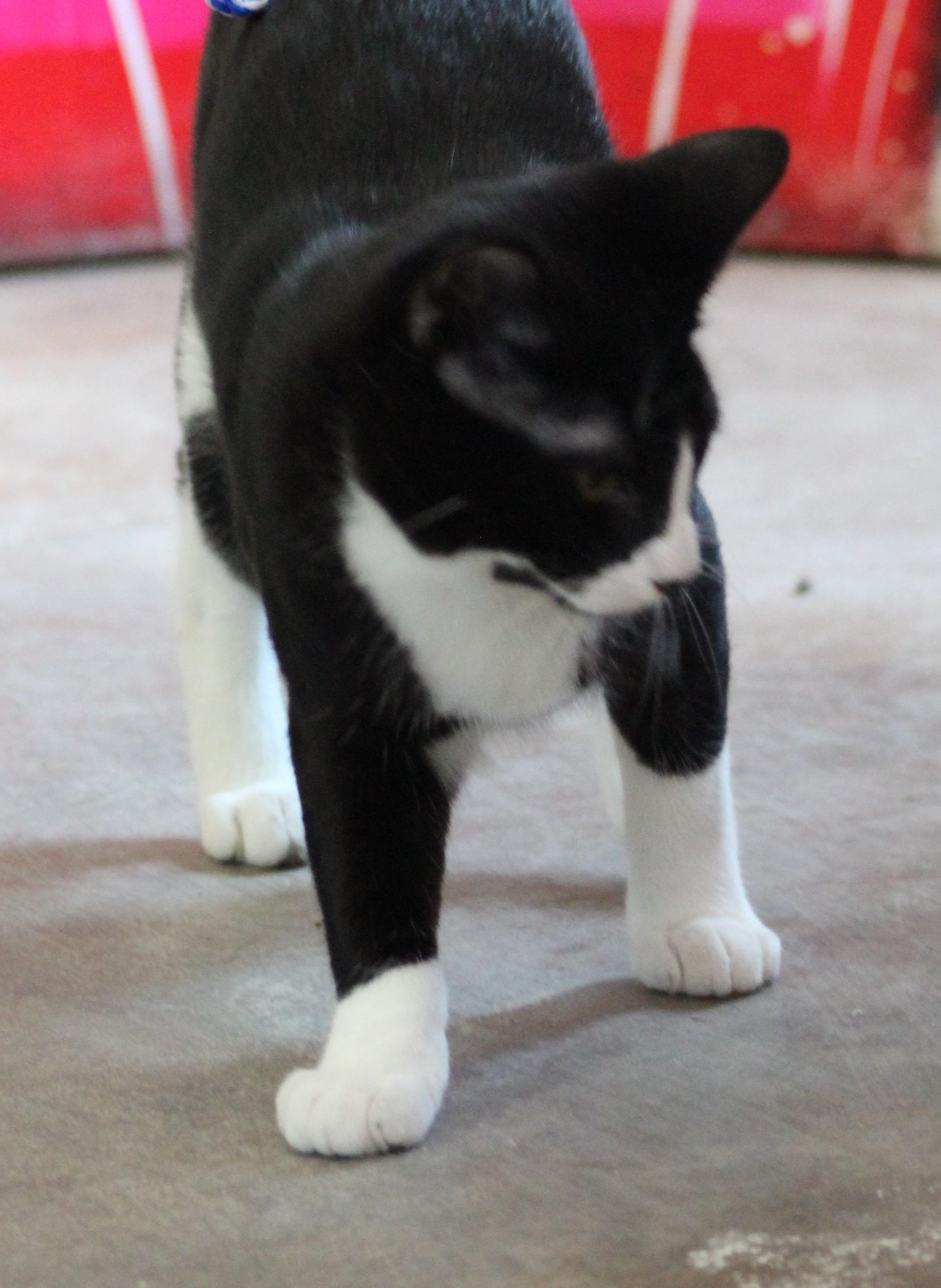 Enlarge Jasper, a ADOPTABLE Domestic Short Hair in Temple, TX image 3/6