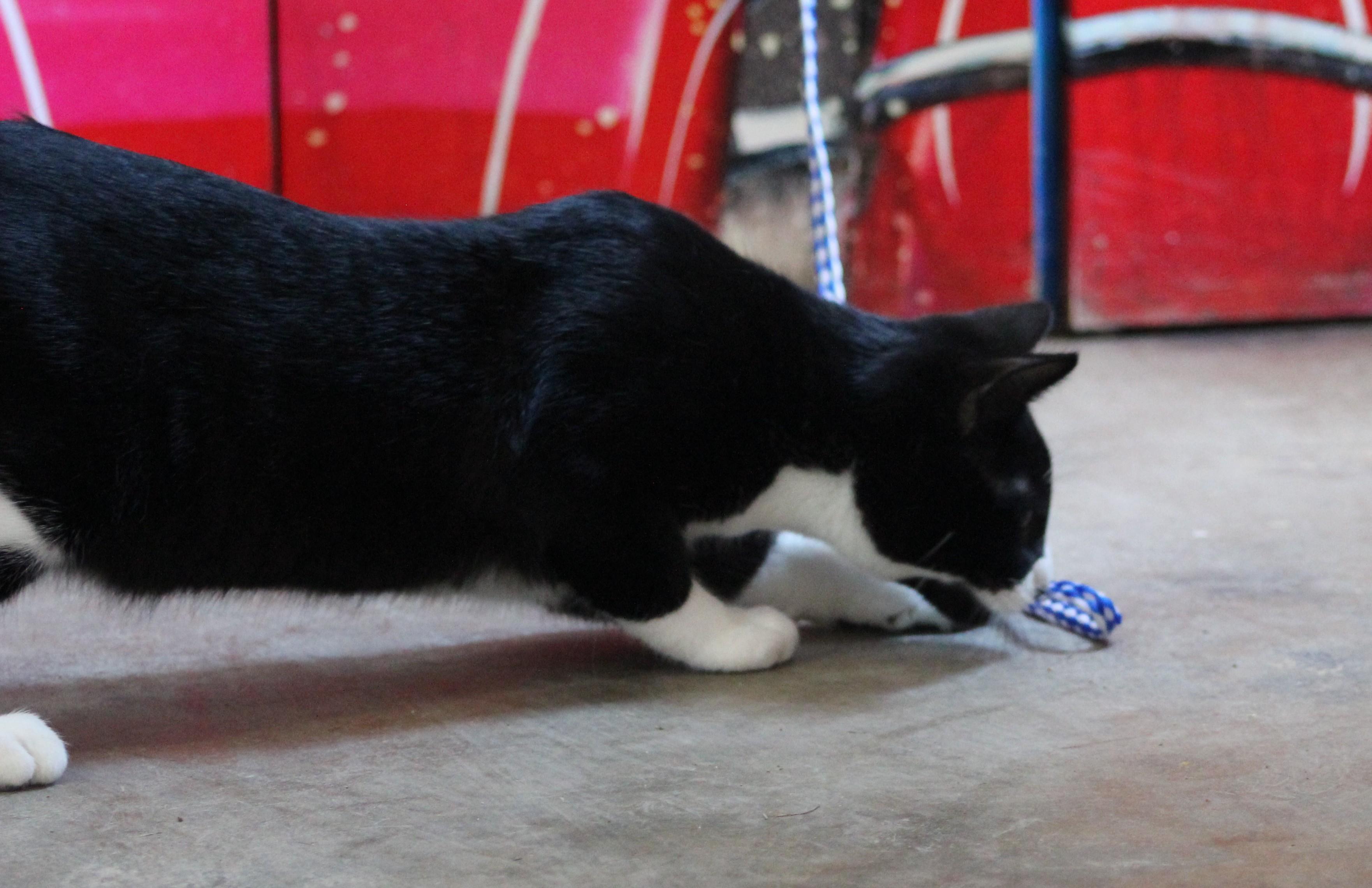 Enlarge Jasper, a ADOPTABLE Domestic Short Hair in Temple, TX image 2/6