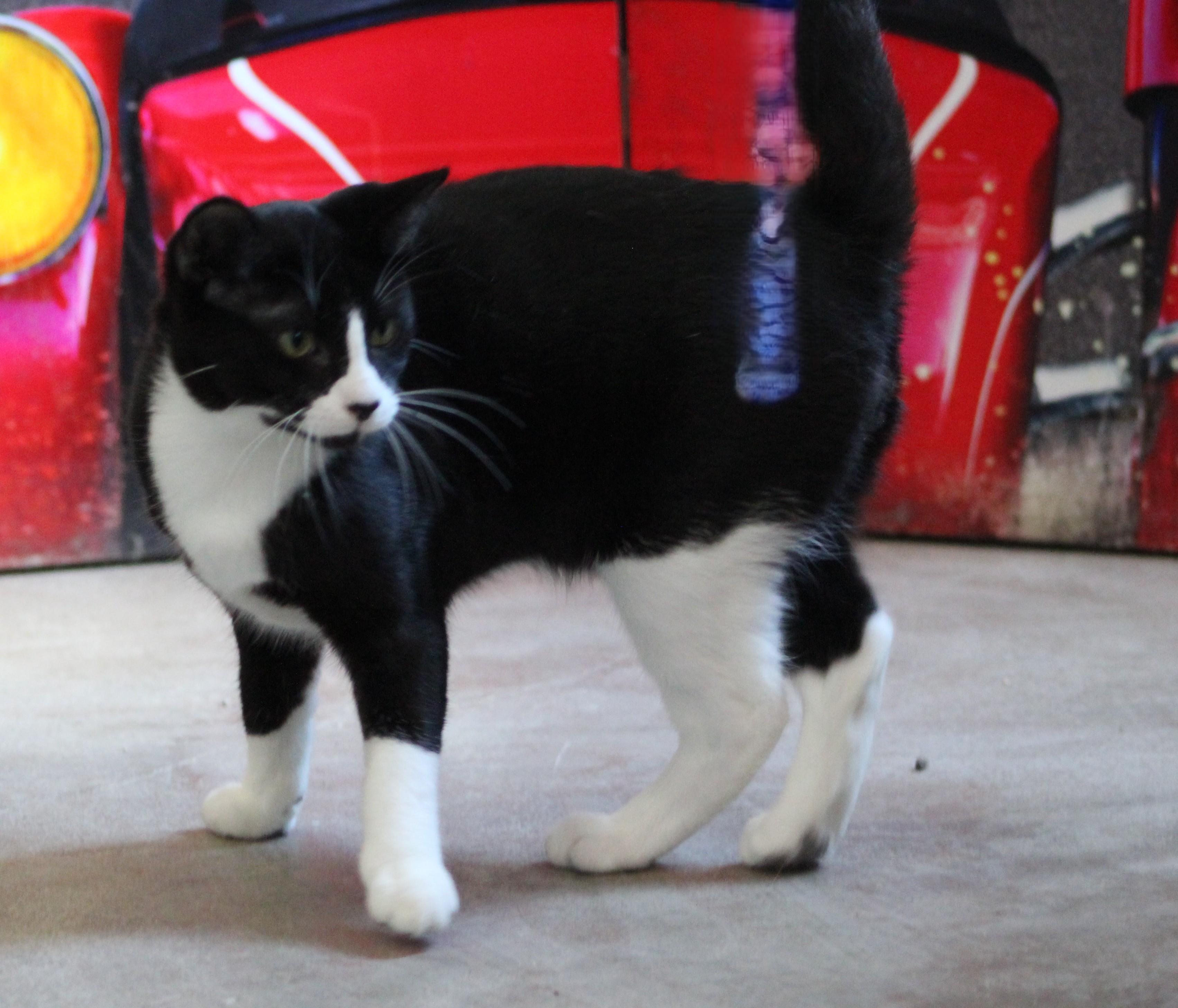 Enlarge Jasper, a ADOPTABLE Domestic Short Hair in Temple, TX image 4/6