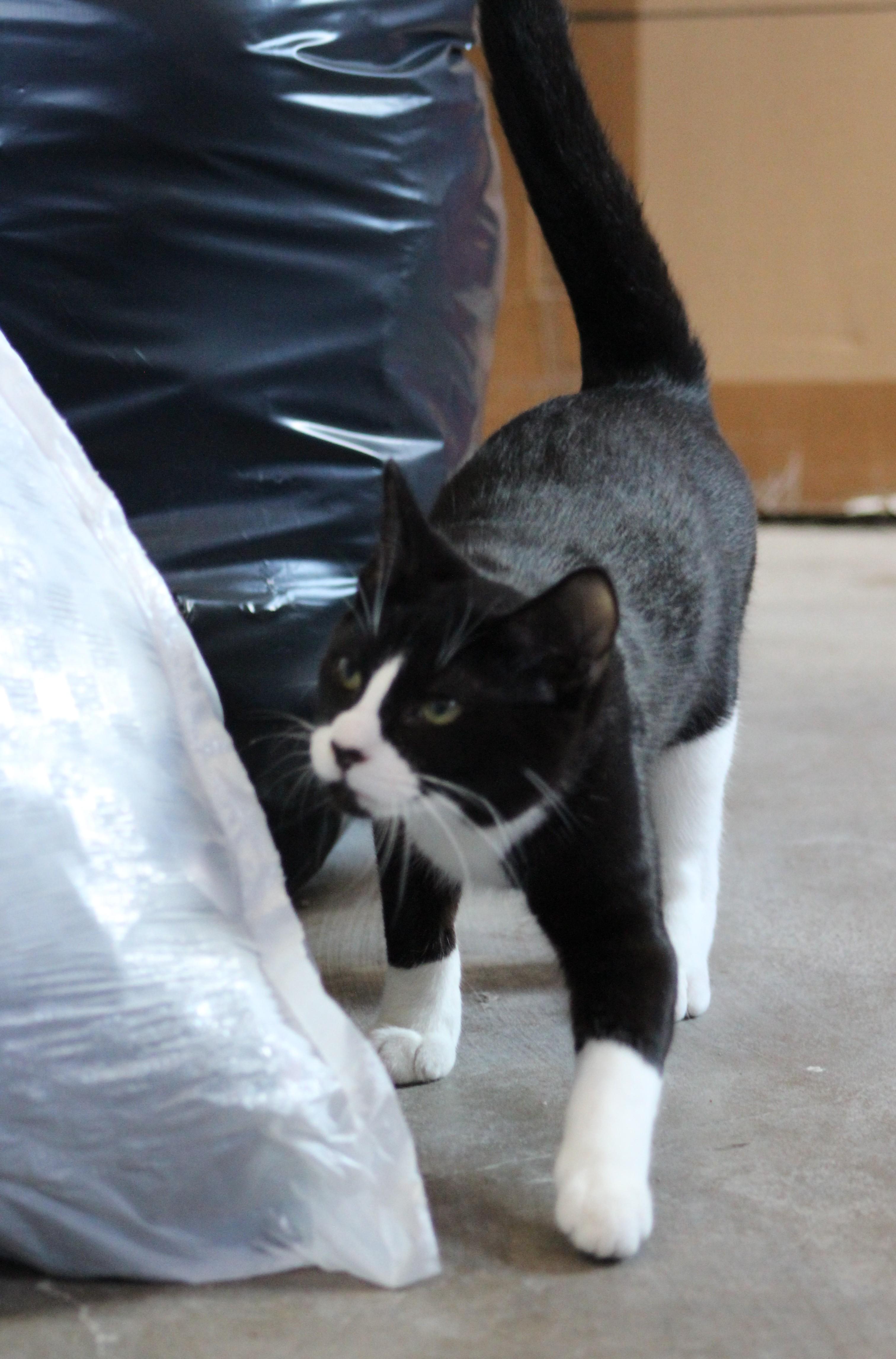 Enlarge Jasper, a ADOPTABLE Domestic Short Hair in Temple, TX image 5/6