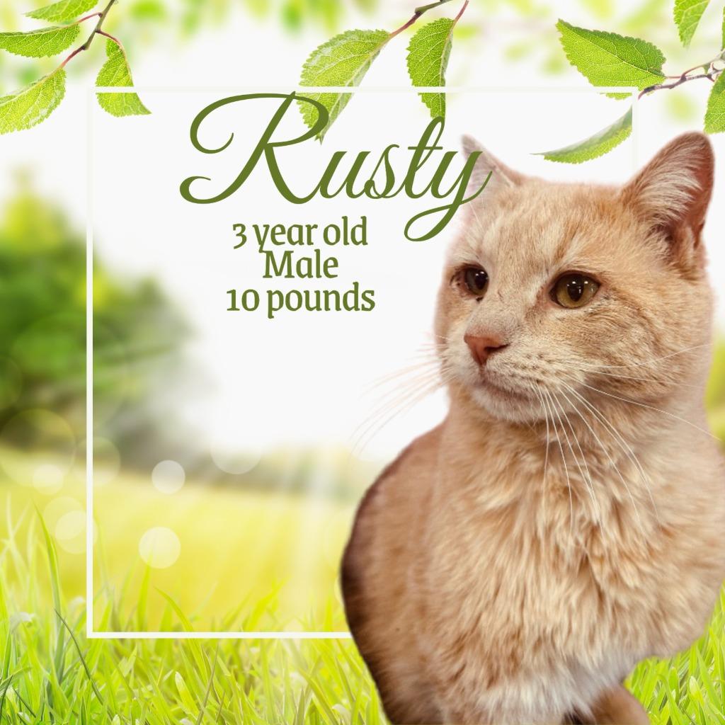Rusty, Adopted, Adult Male Domestic Short Hair.