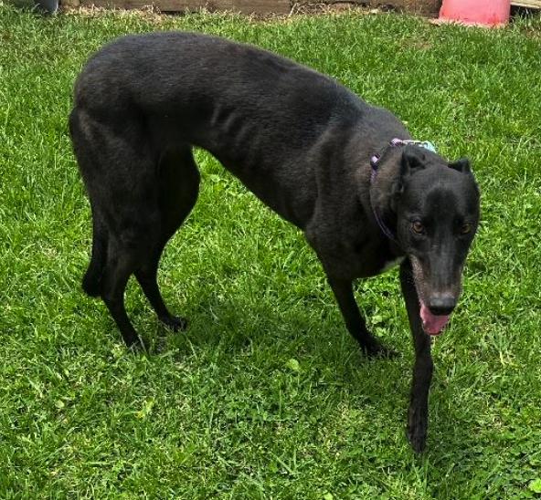 Lyns Choice (Lyn), Adoptable, Adult Female Greyhound.