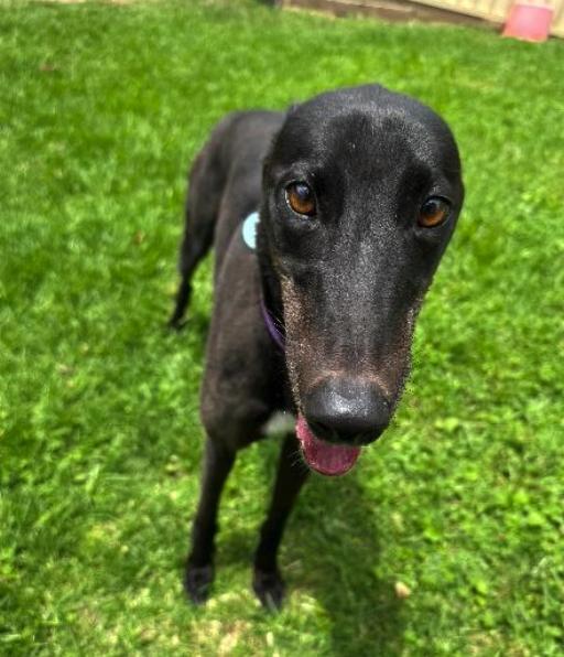 Enlarge Lyns Choice (Lyn), a Adoptable Greyhound in Tarpon Springs, FL image 3/3