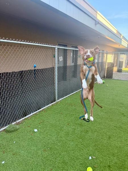 Enlarge SJ Loki, a Adoptable mixed breed in Tigard, OR image 1/5