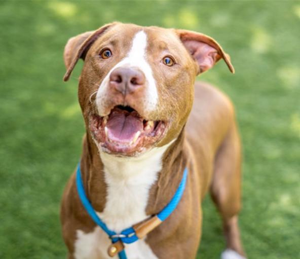 Enlarge SJ Loki, a Adoptable mixed breed in Tigard, OR image 2/5