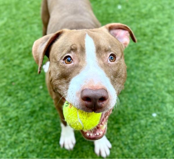 Enlarge SJ Loki, a Adoptable mixed breed in Tigard, OR image 3/5
