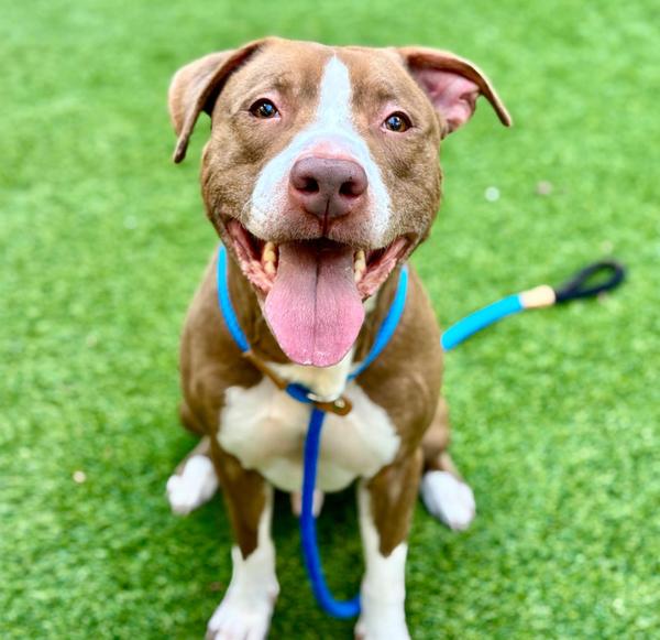 Enlarge SJ Loki, a Adoptable mixed breed in Tigard, OR image 4/5
