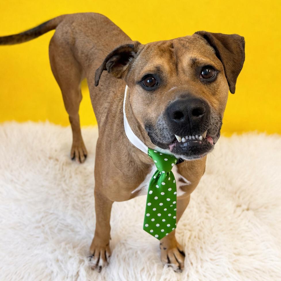 Enlarge Chevy, a Adoptable mixed breed in Binghamton, NY image 2/2