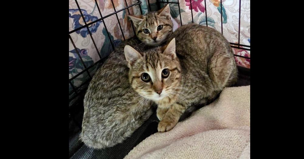 Cara, Adoptable, Kitten Female Domestic Short Hair.