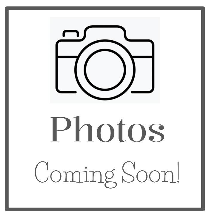 Enlarge Cara, a Adoptable Domestic Short Hair in Chalfont, PA image 2/3