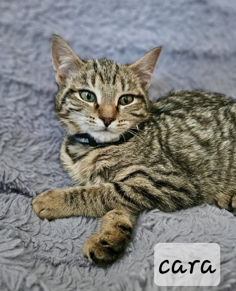 Enlarge Cara, a Adoptable Domestic Short Hair in Chalfont, PA image 3/3