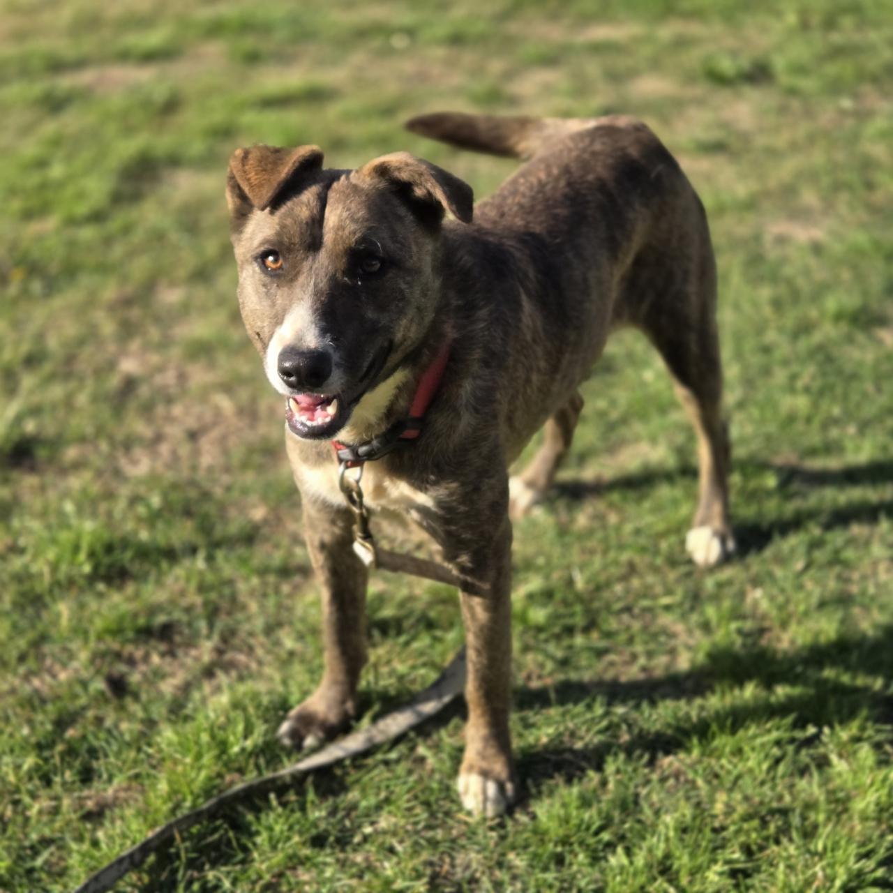 Jade, a Adoptable mixed breed in Mansfield, TX image 2/4