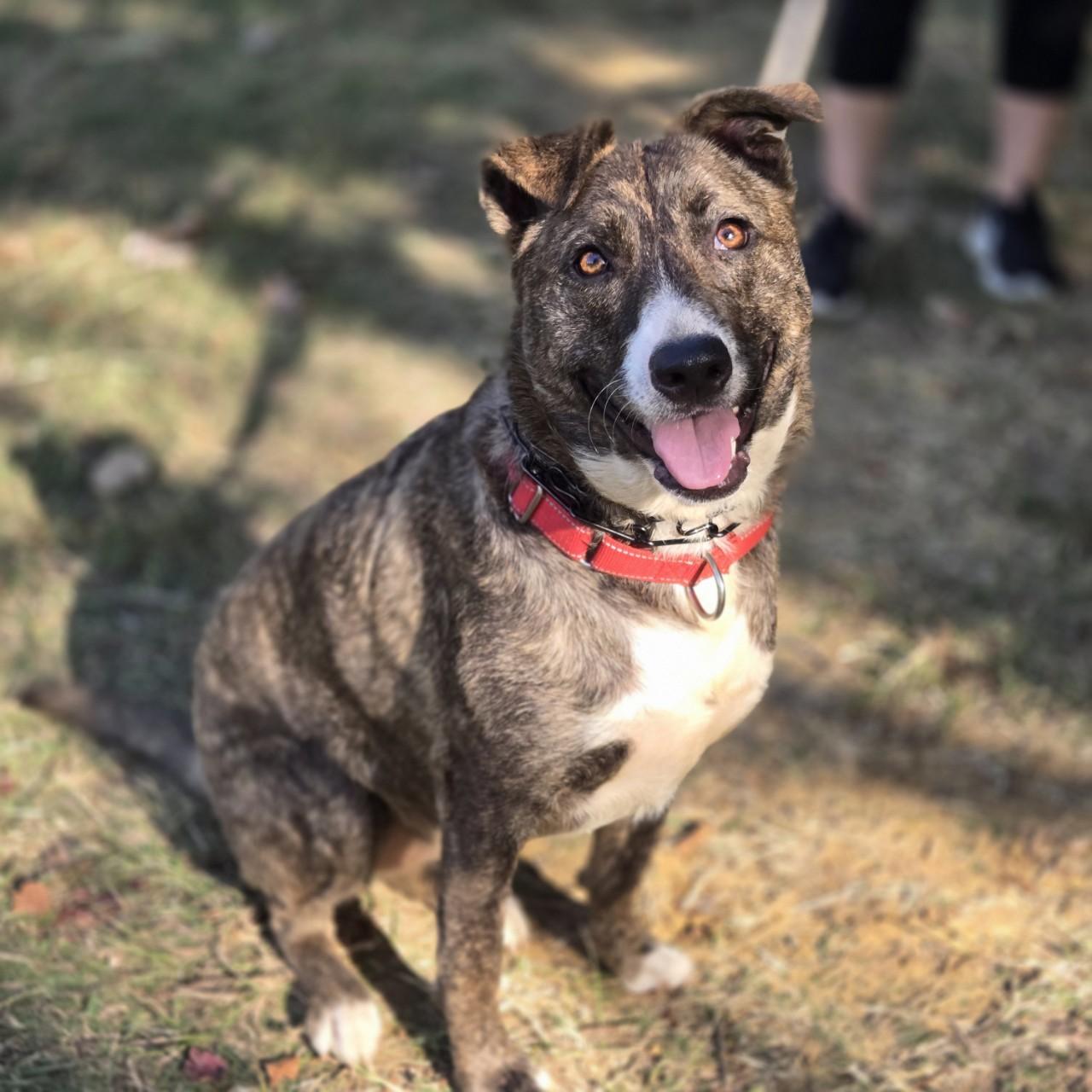 Jade, a Adoptable mixed breed in Mansfield, TX image 3/4