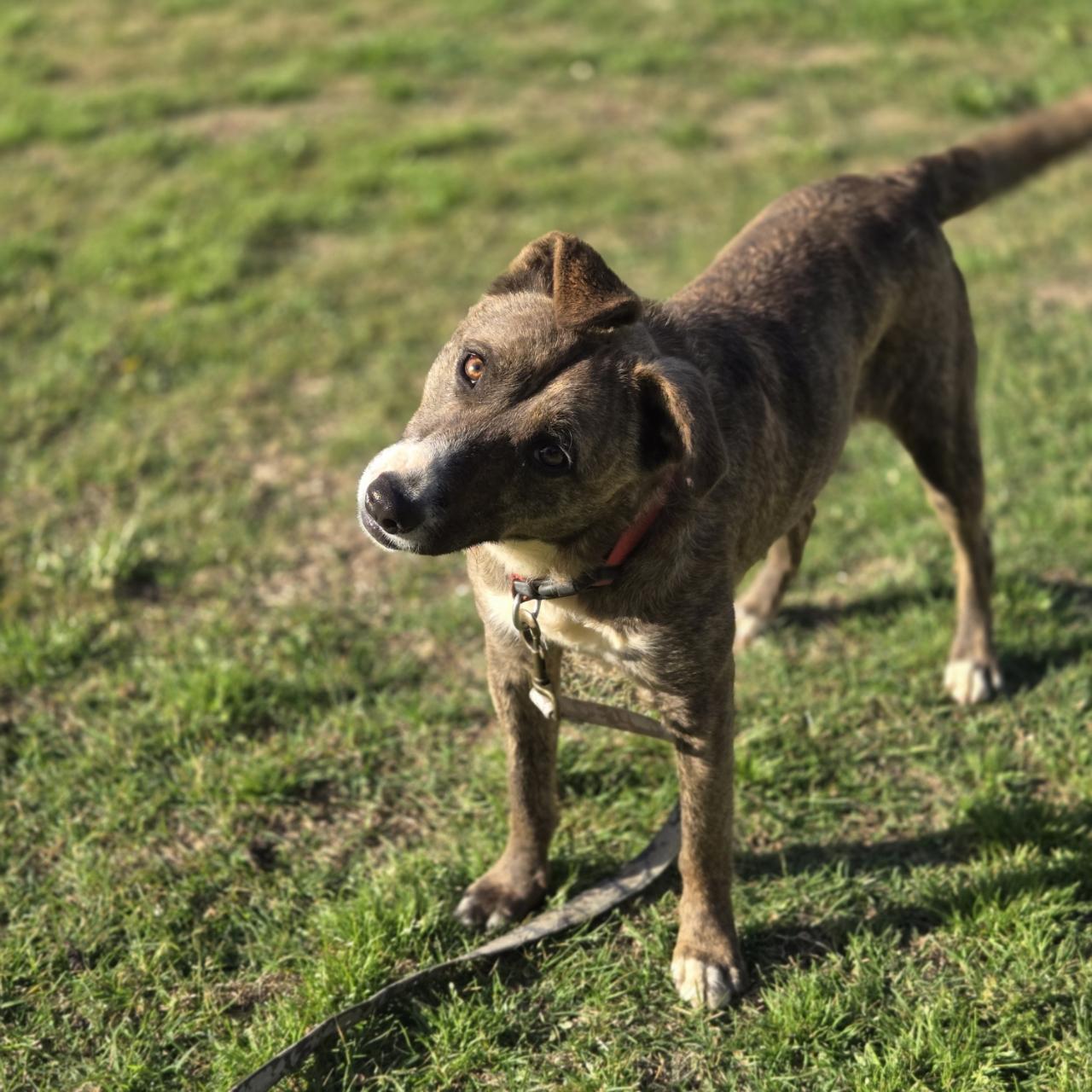 Jade, Adoptable, Young Female Pit Bull Terrier & Border Collie.