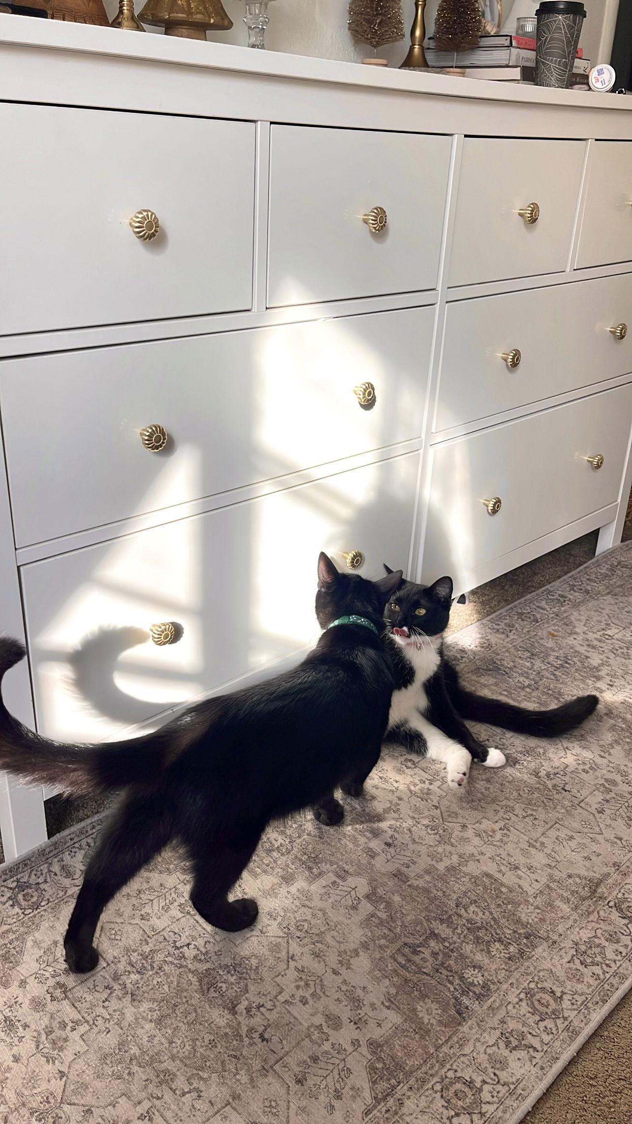 MAVIS, a Adoptable Domestic Short Hair in Walnut Creek, CA image 3/6