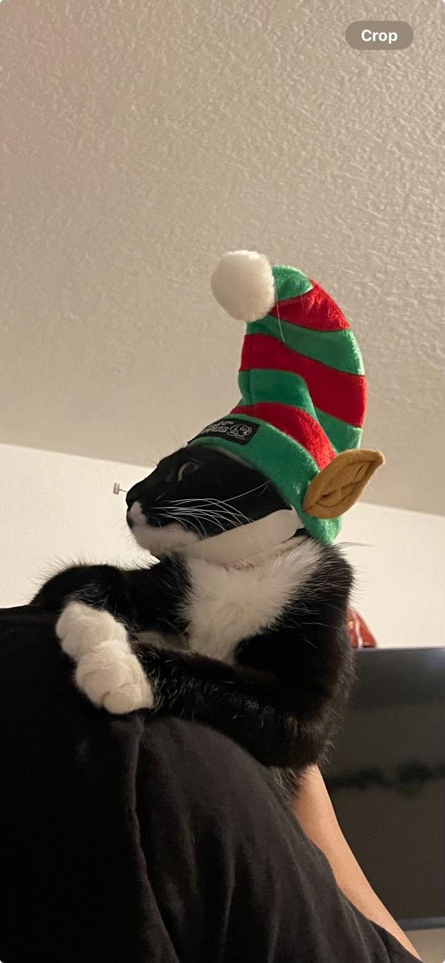 MAVIS, a Adoptable Domestic Short Hair in Walnut Creek, CA image 6/6