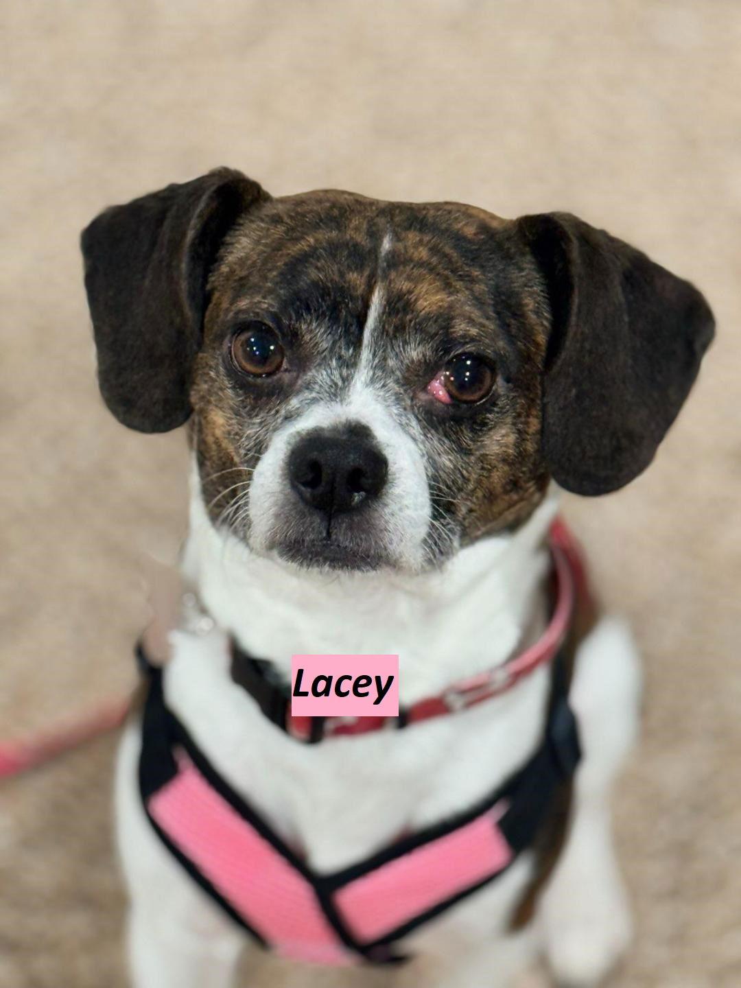 Enlarge Lacey, a Adopted mixed breed in Rootstown, OH image 1/1