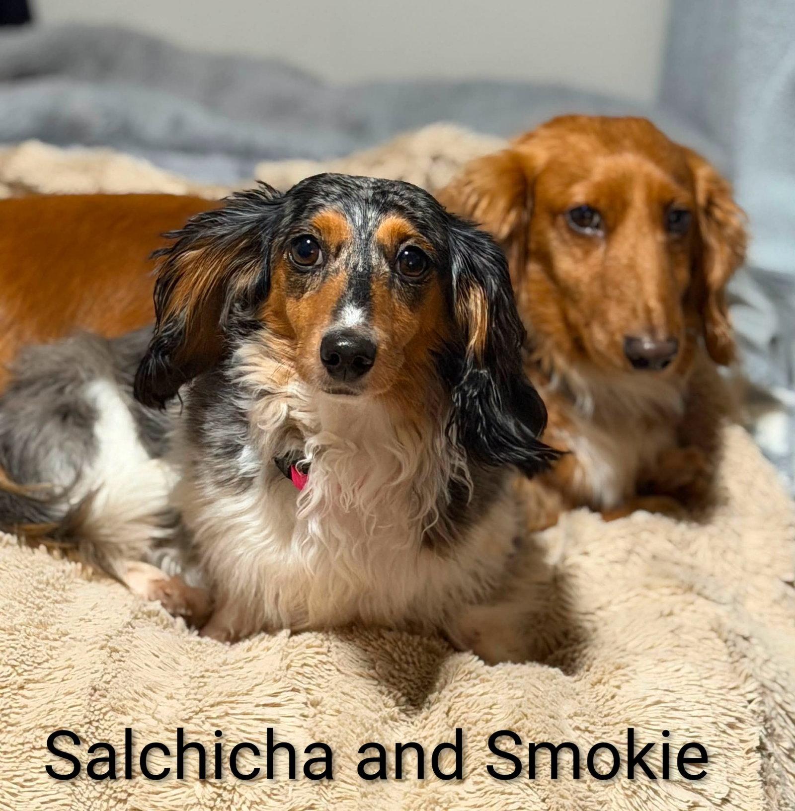 Smokie, Adoptable, Adult Male Dachshund.