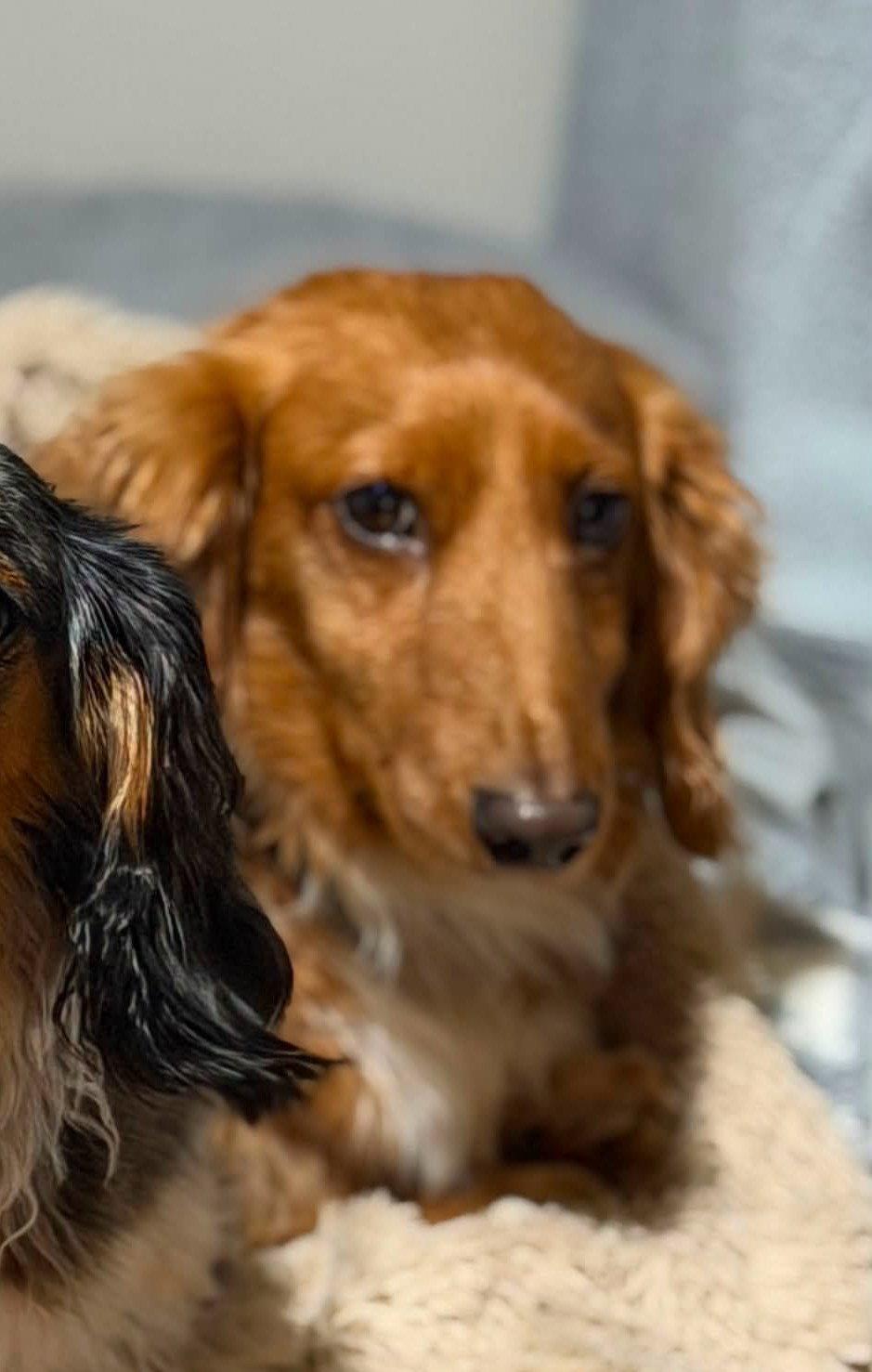 Smokie, a Adoptable Dachshund in Sioux Falls, SD image 2/2