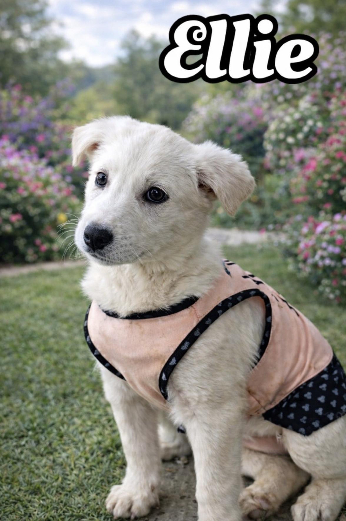 Ellie — thumbnail 6