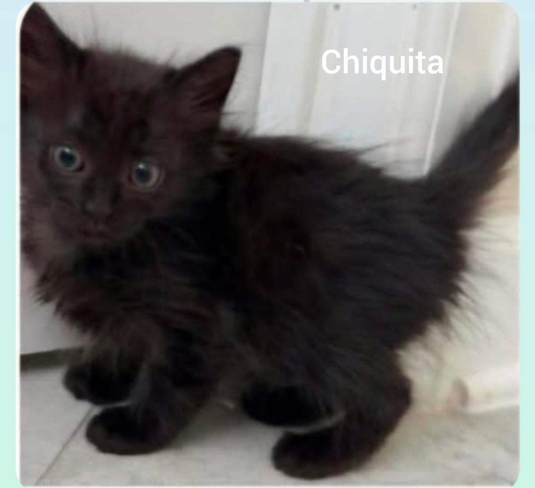 Chiquita ( Orlando, Florida), a ADOPTABLE American Shorthair in Orlando, FL image 2/2