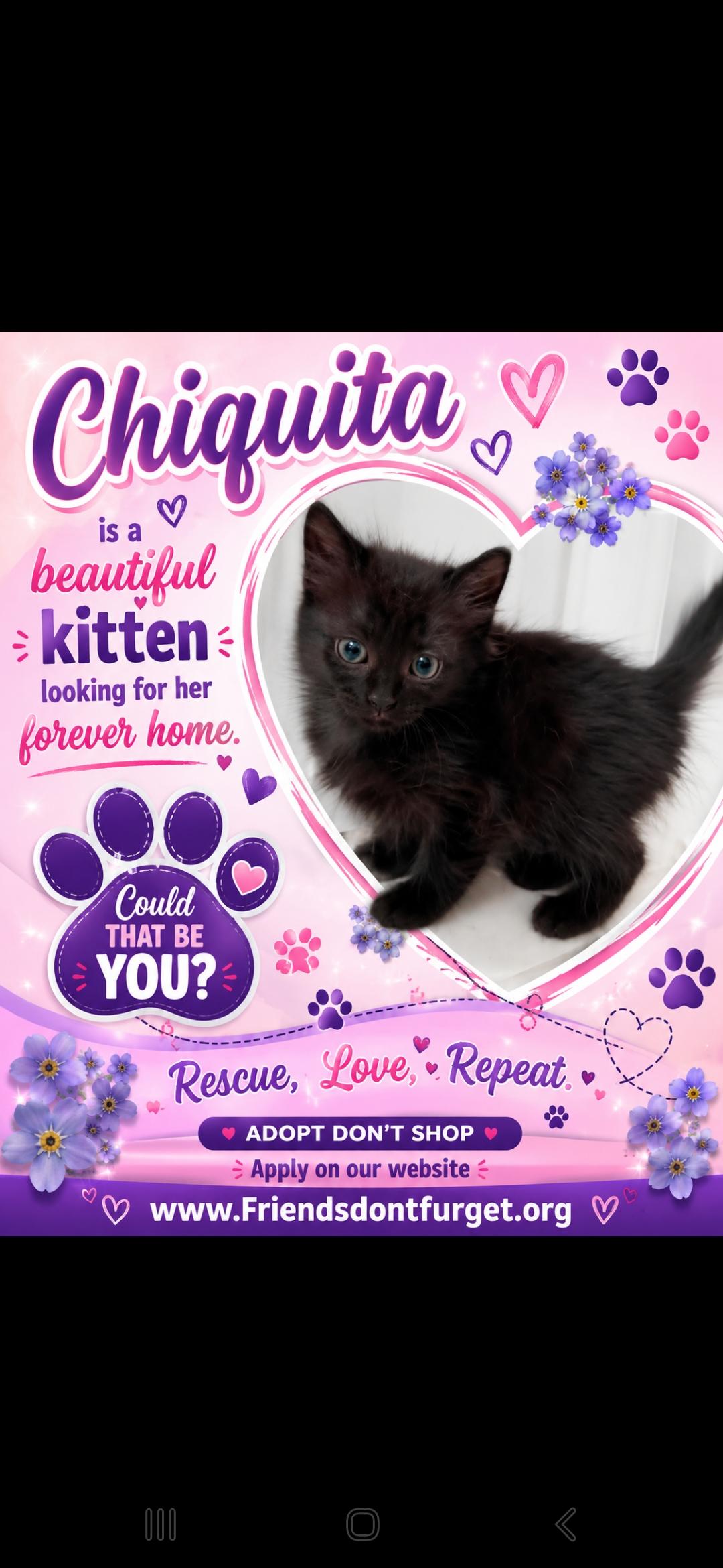 Chiquita ( Orlando, Florida), ADOPTABLE, Kitten Female American Shorthair.