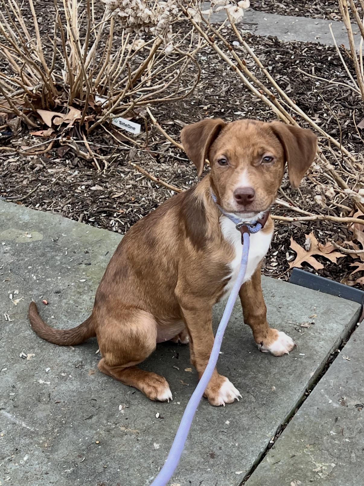 Enlarge Kaylen, an adopted mixed breed in Hamilton , NJ image 1/1