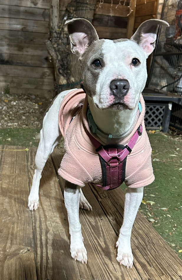 KeKe, a Adoptable mixed breed in Staten island, NY image 2/6