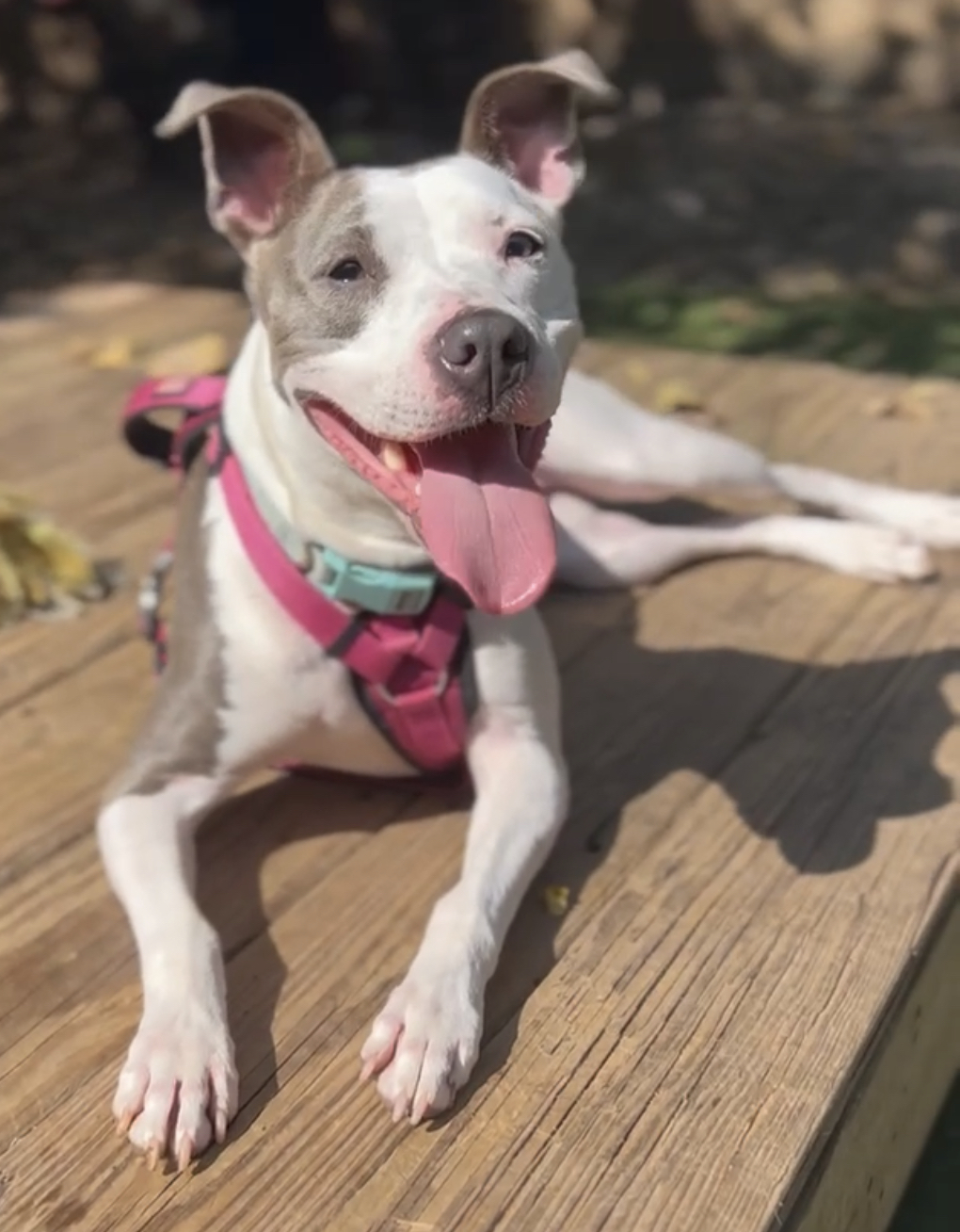 KeKe, a Adoptable mixed breed in Staten island, NY image 3/6