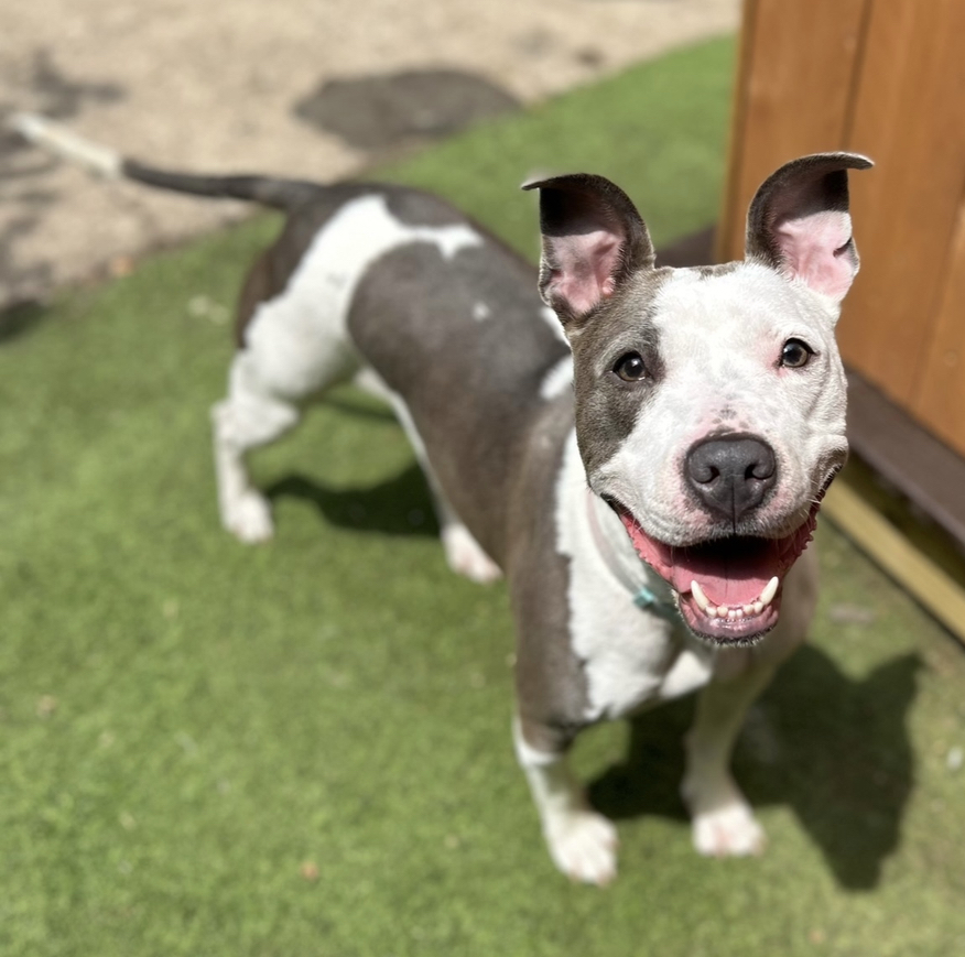 KeKe, a Adoptable mixed breed in Staten island, NY image 4/6