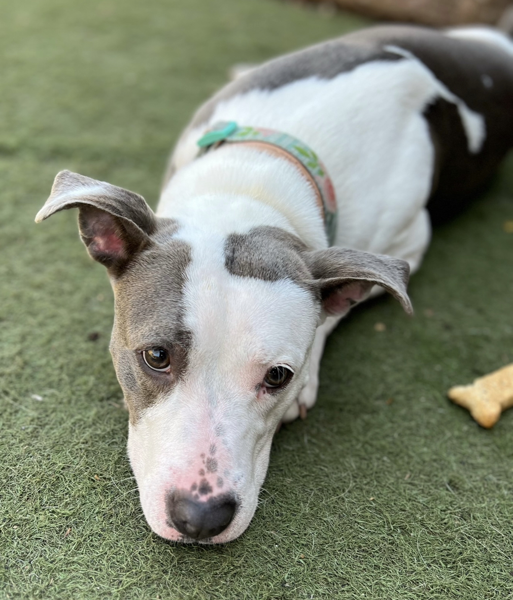 KeKe, a Adoptable mixed breed in Staten island, NY image 5/6