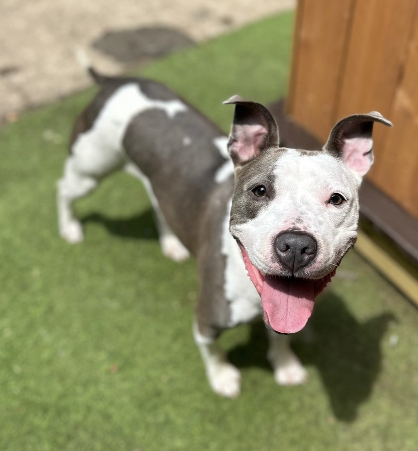 KeKe, a Adoptable mixed breed in Staten island, NY image 6/6